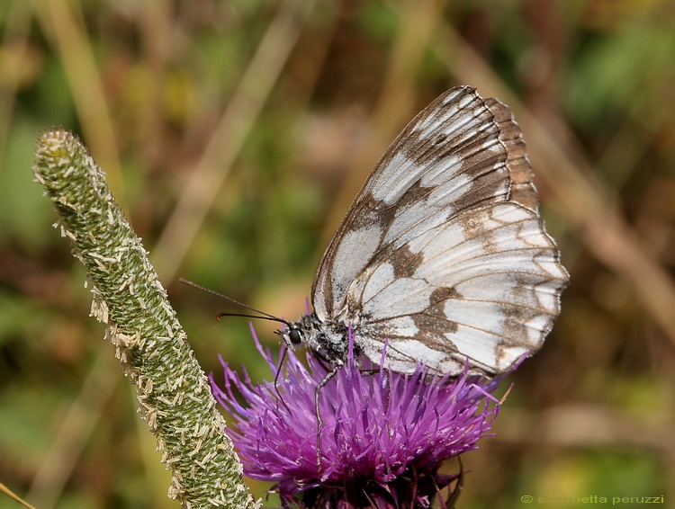 E'' sempre una Melanargia galathea ?